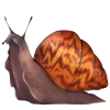 Giant Tiger Snail